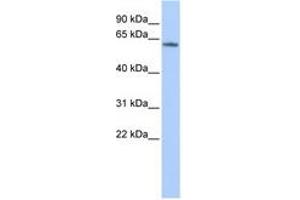 Image no. 1 for anti-Potassium Voltage-Gated Channel, Subfamily G, Member 4 (Kcng4) (AA 144-193) antibody (ABIN6740427)
