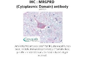 Image no. 1 for anti-MAS-Related GPR, Member D (MRGPRD) (3rd Cytoplasmic Domain) antibody (ABIN1737064)