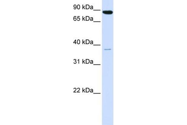anti-Acyl-CoA Synthetase Long-Chain Family Member 3 (Acsl3) (N-Term) antibody