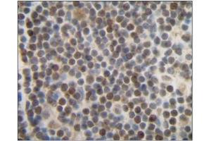 CXCL14 antibody