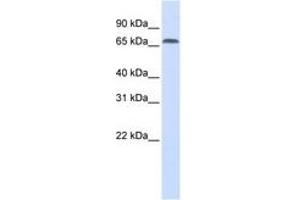 Image no. 1 for anti-Interferon Regulatory Factor 2 Binding Protein 1 (IRF2BP1) (AA 468-517) antibody (ABIN6741307)