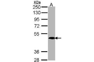 Image no. 1 for anti-MAS-Related GPR, Member X4 (MRGPRX4) (C-Term) antibody (ABIN2856580)