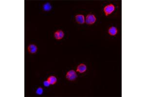 Image no. 3 for anti-Proteinase 3 (PRTN3) (C-Term) antibody (ABIN350763)