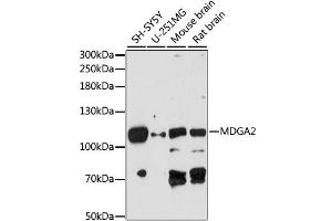 Image no. 1 for anti-MAM Domain Containing Glycosylphosphatidylinositol Anchor 2 (MDGA2) antibody (ABIN6294053)