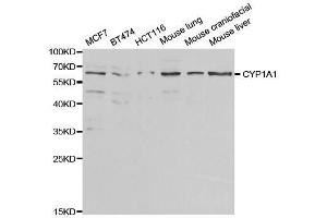 Image no. 4 for anti-Cytochrome P450, Family 1, Subfamily A, Polypeptide 1 (CYP1A1) antibody (ABIN3023076)