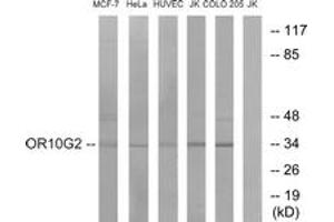 anti-Olfactory Receptor, Family 10, Subfamily G, Member 2 (OR10G2) (AA 241-290) antibody