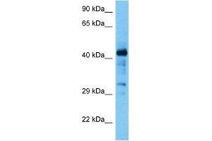 Image no. 3 for anti-MYC-Associated Zinc Finger Protein (Purine-Binding Transcription Factor) (MAZ) (N-Term) antibody (ABIN2780422)