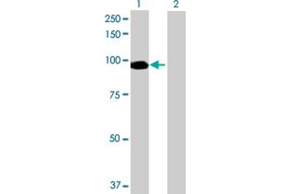 anti-Neuronal PAS Domain Protein 2 (NPAS2) (AA 1-824) antibody
