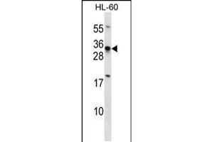 Image no. 1 for anti-Homeobox B8 (HOXB8) (AA 215-243), (C-Term) antibody (ABIN5531404)