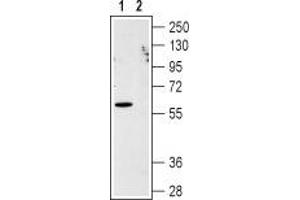 Western blot analysis of CXCR1 in human Jurkat acute T cell leukemia cell lysate: - 1.