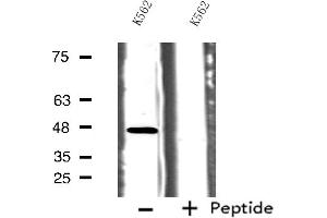Image no. 1 for anti-Serotonin Receptor 1B (HTR1B) (Internal Region) antibody (ABIN6256875)