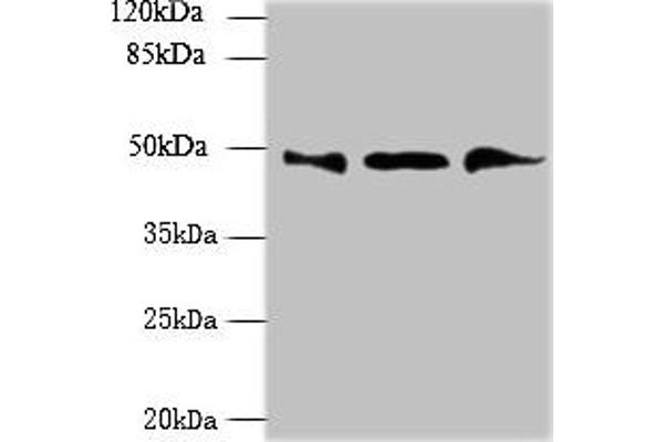 UBXN6 antibody  (AA 1-388)