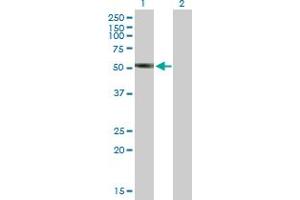 Western Blot analysis of LILRA3 expression in transfected 293T cell line by LILRA3 MaxPab polyclonal antibody.