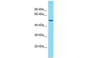 Image no. 1 for anti-Keratin 38 (KRT38) (N-Term) antibody (ABIN2791052)