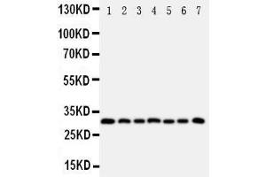 Image no. 1 for anti-Kallikrein 11 (KLK11) (AA 233-250), (C-Term) antibody (ABIN3043137)