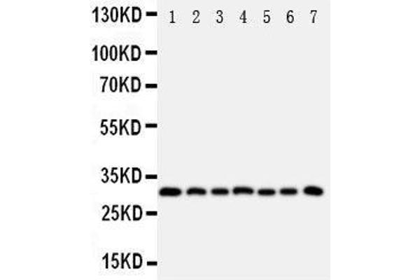 anti-Kallikrein 11 (KLK11) (AA 233-250), (C-Term) antibody