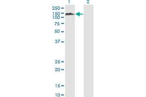 Western Blot analysis of PTPN12 expression in transfected 293T cell line by PTPN12 monoclonal antibody (M01), clone 4G6.