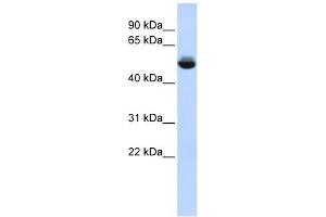 Image no. 1 for anti-Translocation Associated Membrane Protein 1-Like 1 (TRAM1L1) (Middle Region) antibody (ABIN635623)
