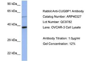 Image no. 1 for anti-CUGBP, Elav-Like Family Member 1 (CELF1) (Middle Region) antibody (ABIN2778749)