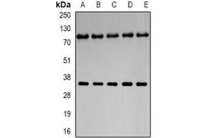 Image no. 2 for anti-Neuroglobin (NGB) (full length) antibody (ABIN6005844)