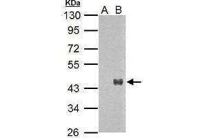 WNT7A Antikörper  (Center)