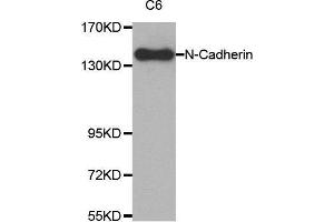 Western blot analysis of extracts from C6 cell lysate using N-cadherin antibody.