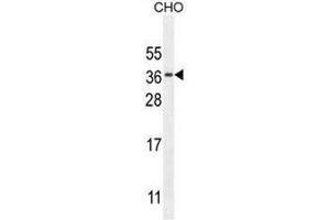 Image no. 3 for anti-Chromosome 11 Open Reading Frame 73 (C11orf73) (AA 9-39), (N-Term) antibody (ABIN950728)