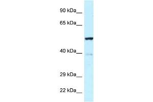 TRP63 antibody  (Middle Region)