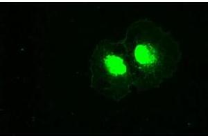 Image no. 5 for anti-Polo-Like Kinase 1 (PLK1) antibody (ABIN1500279)