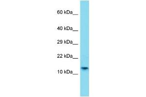 Image no. 1 for anti-H2A Histone Family, Member B1 (H2AFB1) (N-Term) antibody (ABIN2791037)