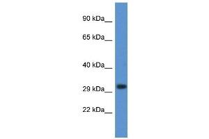 Image no. 1 for anti-Deoxyribonuclease I-Like 3 (DNASE1L3) (C-Term) antibody (ABIN926784)