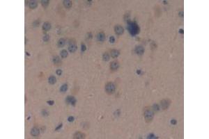 Image no. 2 for anti-Proopiomelanocortin (POMC) (AA 27-235) antibody (ABIN1077682)