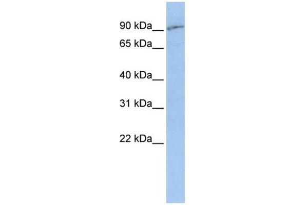 anti-Solute Carrier Family 15 (H+/Peptide Transporter), Member 2 (SLC15A2) (Middle Region) antibody