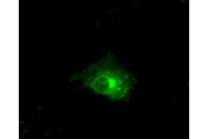 Anti-CLDN5 mouse monoclonal antibody (ABIN2452908) immunofluorescent staining of COS7 cells transiently transfected by pCMV6-ENTRY CLDN5 (RC207122).
