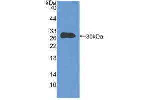 Image no. 1 for anti-Talin (TLN) (AA 2293-2536) antibody (ABIN2913742)