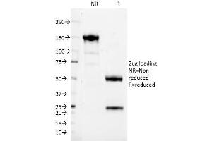 Image no. 1 for anti-Tetraspanin 26 (TSPAN26) antibody (ABIN6941181)