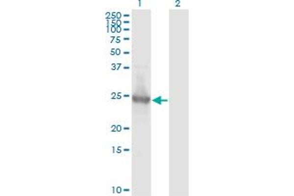KIRREL2 antibody  (AA 1-219)