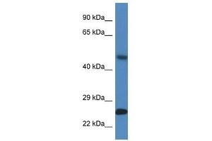SNX10 antibody  (Middle Region)