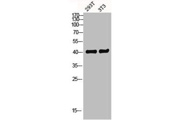 GPR52 抗体  (C-Term)