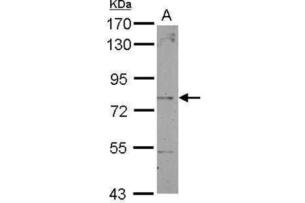 anti-Dystrobrevin, beta (DTNB) (Center) antibody