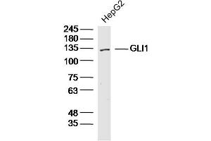 GLI1 antibody  (AA 601-700)