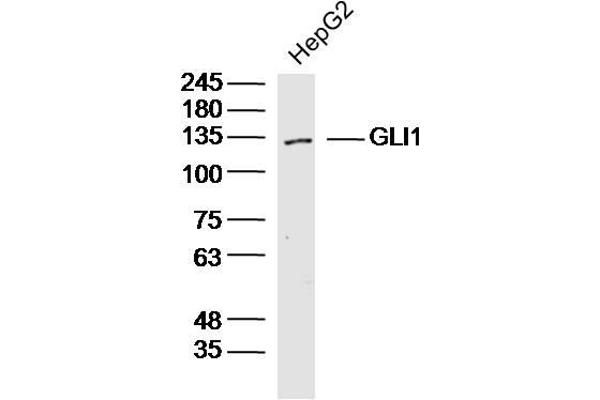 GLI1 antibody  (AA 601-700)