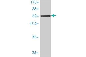 CPVL antibody  (AA 1-476)
