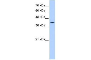 Image no. 1 for anti-Mannose-6-Phosphate Receptor (Cation Dependent) (M6PR) (N-Term) antibody (ABIN2781302)