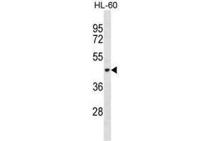 Image no. 1 for anti-Tektin 1 (TEKT1) (AA 251-281), (Middle Region) antibody (ABIN955143)