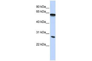 Image no. 1 for anti-Inhibin Binding Protein (INHBP) (Middle Region) antibody (ABIN2775563)