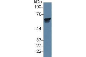 Image no. 2 for anti-P21-Activated Kinase 2 (PAK2) (AA 177-419) antibody (ABIN1869664)
