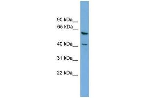 Image no. 1 for anti-PIN2/TERF1 Interacting, Telomerase Inhibitor 1 (PINX1) (Middle Region) antibody (ABIN928929)