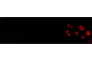 Image no. 2 for anti-serine/arginine-Rich Splicing Factor 3 (SRSF3) (C-Term) antibody (ABIN6259187)