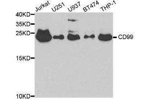 CD99 Antikörper  (AA 23-185)